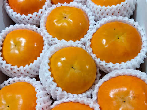 贈ってもらえると嬉しい　和歌山晩秋の味覚　富有柿　贈答品（10個入）