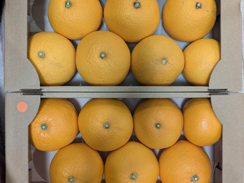 はっさく🟡 & 紅はっさく🟠 食べ比べ2箱セット Lサイズ以上　各種8〜11玉入り 八朔　紅八朔