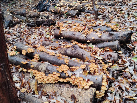 【冬季限定】大自然の原木栽培なめこ 1kg