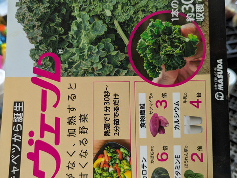 １月発　【早春の高級食材♫】ケール✖️芽キャベツ＝“プチヴェール“　（予約増量）　450g →500g〜from 名水の里　神奈川県秦野市
