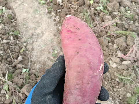 訳アリ！干し芋 250g 2袋入り 北海道産べにはるか使用