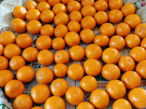 三ヶ日早生みかん「ブサ皮くん」5kg