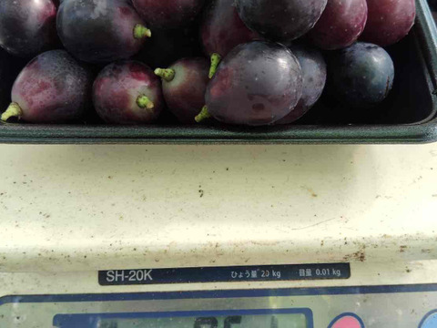 ナガノパープル5kg 詰み落とし訳ありバラ粒【冷蔵発送】2026-05 ナガノパープル5kg 詰み落とし訳ありバラ粒【冷蔵発送】2026-03 ナガノ