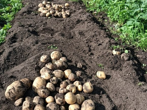 鮮度バツグン 旬の野菜セット80サイズ　６～８品種