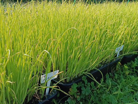 秋の自然栽培野菜LLセット7種類〜《12月、自然栽培野菜5.5kg前後80サイズ》朝採りで超新鮮［季節の固定種在来種専門農家だからできる］淡路島から初収穫固定種人参いり