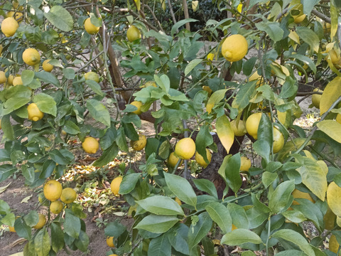 防腐剤、ワックス不使用　皮ごと使用激安広島県産レモン 訳あり品 5ｋg