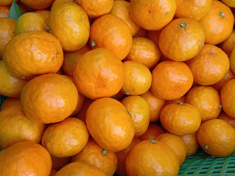 【福袋】自慢の一品　甘い早生　みかん　5kg 第4回みかん選手権　入賞おどけるみかん　菊みかん　ボコボコみかん　大小サイズ混合　家庭用