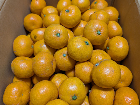 【お待たせしました】
5キロ箱【小粒】
見た目より味が濃い♪
まーくん家のちっちゃなみかん