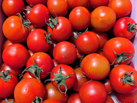 クール発送【Z1.8】皮が薄くジューシーな中玉フルーツトマト　ゼッピン娘(華おとめ)　1.8kg