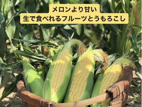 【CBCテレビで紹介!】【東海テレビのぐっさん家で紹介❣️】メロンより甘い生で食べれるとうもろこし(330g程度が6本)