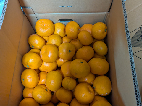 トロトロ甘っ！濃い味旨味みかん10キロ