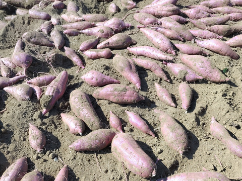 さつまいも生キャラメル 8個入×10袋