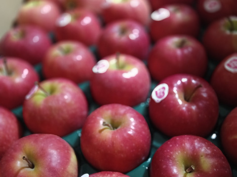 5キロ箱【極小サイズ】キュンとくる酸味！ピンクレディー®　スタンダード品【28個から30個】