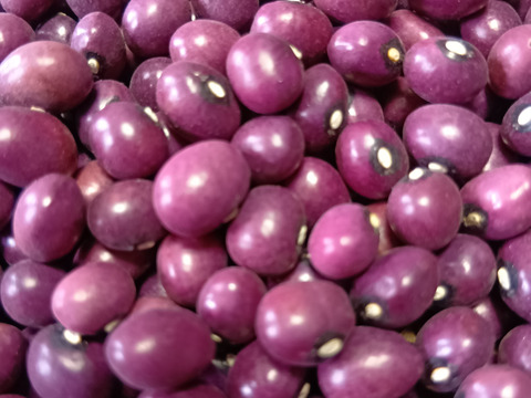 《メール便》【お徳用】ぽっけのさくら豆1㌔【北海道自然栽培】