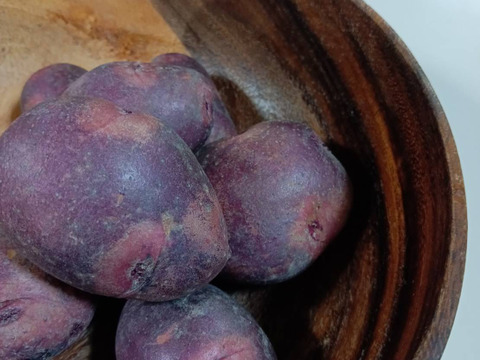 『自然栽培新じゃがいも3種食べ比べ・アンデスレッド・キタアカリ・デストロイヤー別目グランドペチカ』【農薬完全不使用 完全無肥料栽培 】！淡路島産〙80サイズ！！【5キロ】自然農法