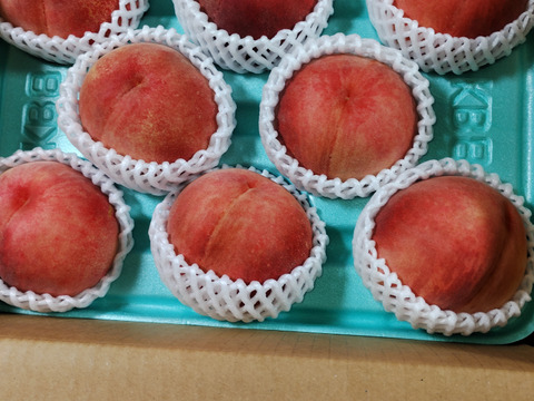 硬めの桃産地直送 新鮮な桃 詰め合わせ　なつっこ10kg なつっこ』🍑高糖度で硬めの桃✨朝採りその日に発送します：長野県産の