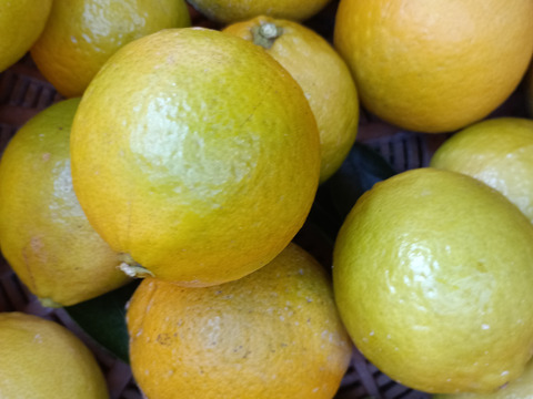 防腐剤、ワックス不使用　皮ごと使用  広島県産ライム　２kg(約25個入）おまけ付き