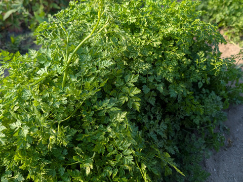 香り豊かなチャービル 50g