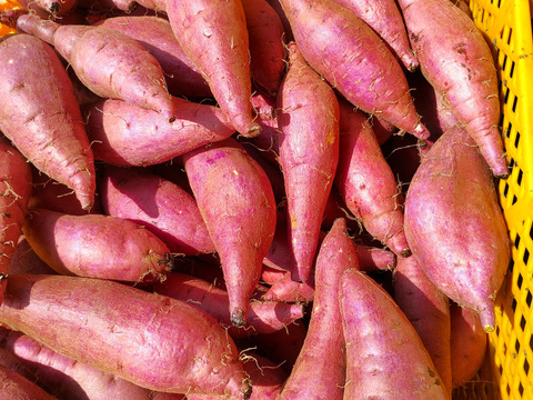 さつまいも生キャラメル 8個入×10袋