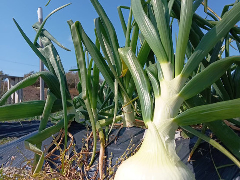 淡路島新玉葱自然栽培3キロ【固定種 在来種　完全農薬不使用　無肥料栽培　種子消毒無し【有機JAS法で認められた農薬・肥料・土壌改良剤も一切不使用】自然の力だけで栽培　数量限定予約販売開始ご予約順次発送