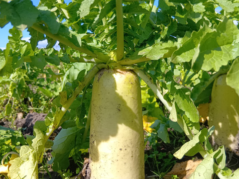 ぽっけの大根10キロ【北海道自然栽培】