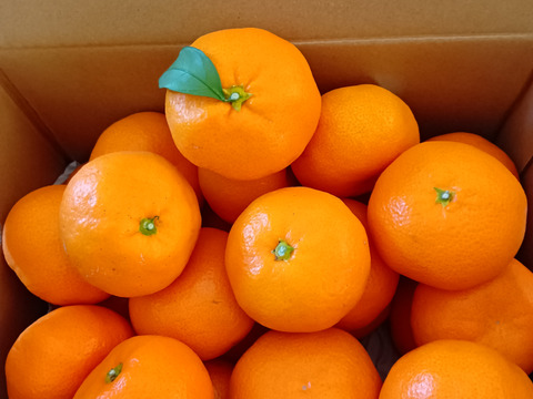 M～Lサイズ3kg:とみ子ばぁばの有田みかん糖度12度以上！和歌山県有田産【夜市限定】