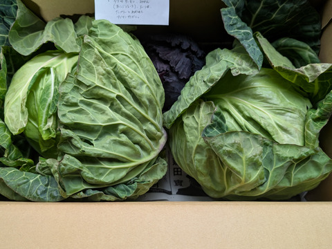 【食べチョクアワード2025入賞】
２玉🌊海風🌊春キャベツ🌊