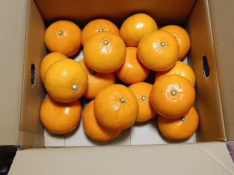 本州向け・せとか★家庭用4.3K