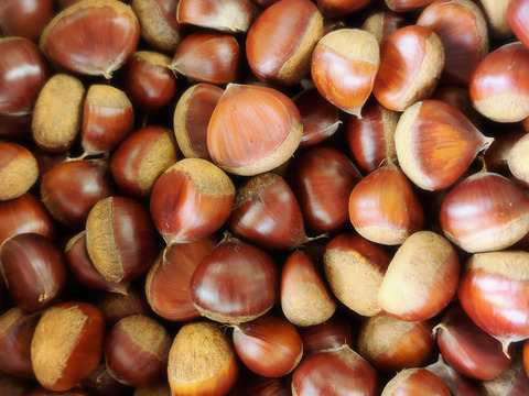 収穫終盤感謝セール！
リピーター多数！旨味しっかり！朝採れ【熊本県産和栗】4.5kg