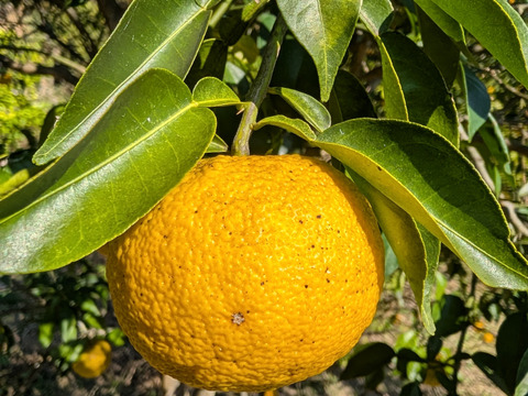 採れたて！まる美農園の柚子（2kg）【栽培期間中農薬不使用、ワックス防腐剤不使用】