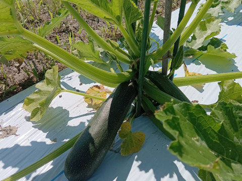 【淡路島 自然栽培 固定種 ズッキーニ】2キロ 無肥料 農薬不使用　サラダにお新香、グリルにソテー、緑色白ズッキーニ（UFO）食べ比べ