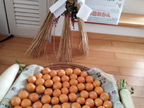 三ヶ日早生みかん「ブサ皮くん」5kg