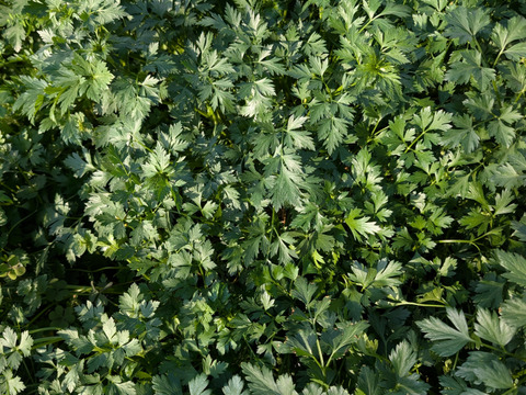 イタリアンパセリ100g×2パック、モヒートミント100g×2パック