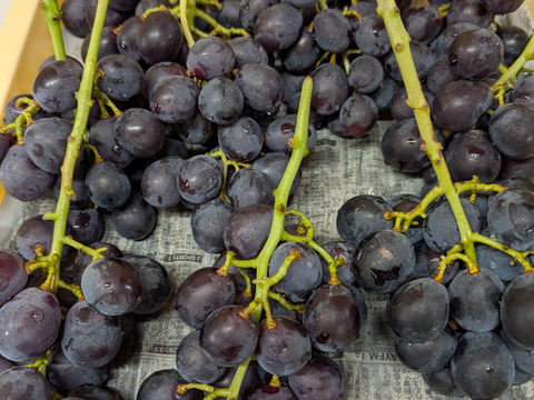 【一粒の甘さ】ぶどう食べ比べセット180g程度×5p