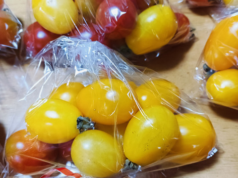 カラフルミニトマトとバジル