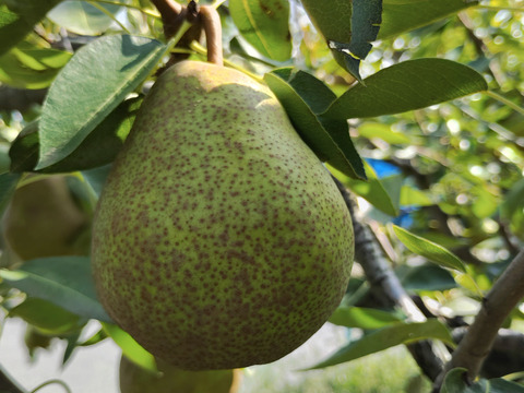 高貴な香り山形ラ・フランス【４ケ入り×２パック】