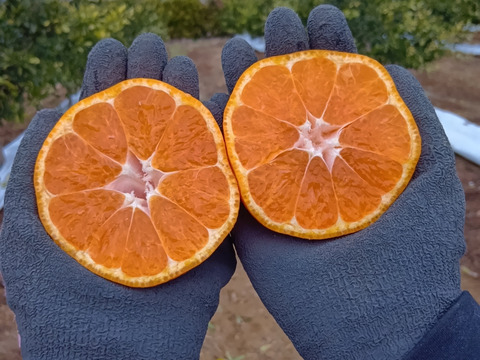 静岡県産　片山　みかん　5kg　程よい酸味