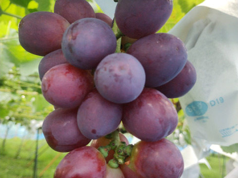 甘く美しい長野県限定品種　クイーンルージュ　800g（2～4房）　家庭用（規格外品）【日時指定不可商品】