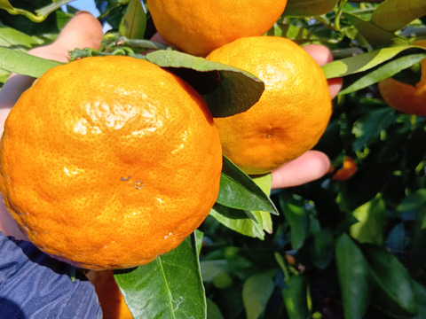 【福袋】自慢の一品　甘い早生　みかん　5kg 第4回みかん選手権　入賞おどけるみかん　菊みかん　ボコボコみかん　大小サイズ混合　家庭用