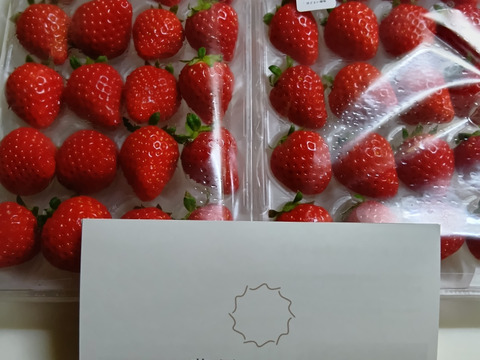 爽やかな酸味と甘み！みくのか２P　お得なご家庭用！（230g×2p）