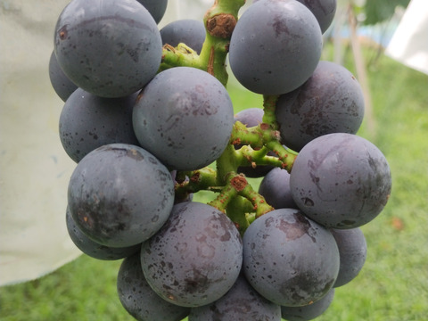 ご自宅用　ご家庭用　甘さと酸味のバランスちょどいい　巨峰　800g（2～4房）