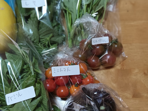 夏野菜ガチャ 10連