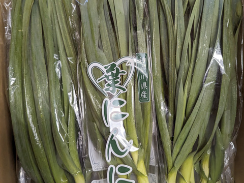 一番オススメのサイズです→ →予約増量【大好評(^^♪】グッと料理のグレードが上がる(^^ “葉ニンニク“  1000g→1050g  from 名水の里　神奈川県秦野市