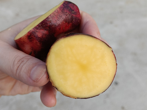 【随時出荷！】デストロイヤーたっぷり５キロ　ねっとり濃厚なじゃがいも〜雪室熟成〜別名グラウンドペチカ