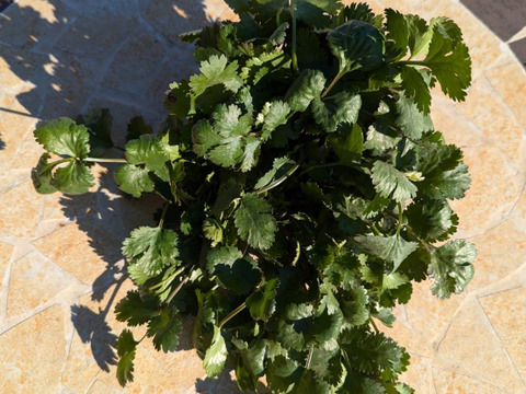 【1kg】露路栽培！！強烈な匂いの小ぶりな今朝獲れ新鮮パクチー(*☻-☻*)