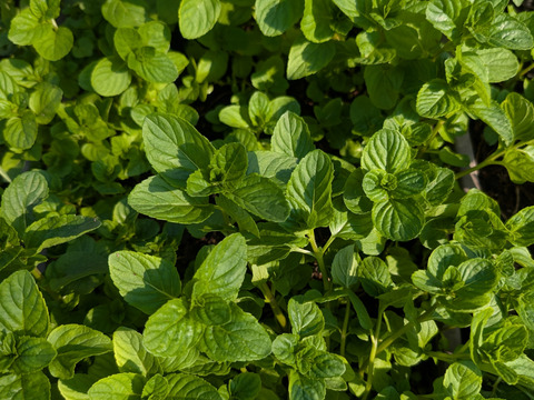 イタリアンパセリ100g×2パック、モヒートミント100g×2パック