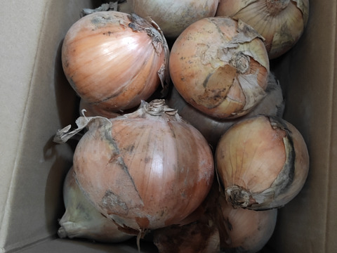 【訳あり】淡路島玉ねぎ！3キロ