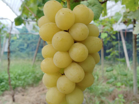 若木の黄金シャインマスカット1kg粒(500g×2パック)：岡山県産の