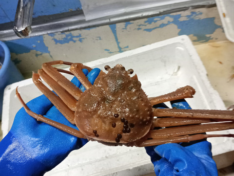 鼠ヶ関港の漁師直送！旬のズワイガニ６杯