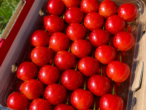 【朝どれ】《紅秀峰》さくらんぼ 山形県東根産 500g L.2L 秀・特秀品 手詰め贈答用